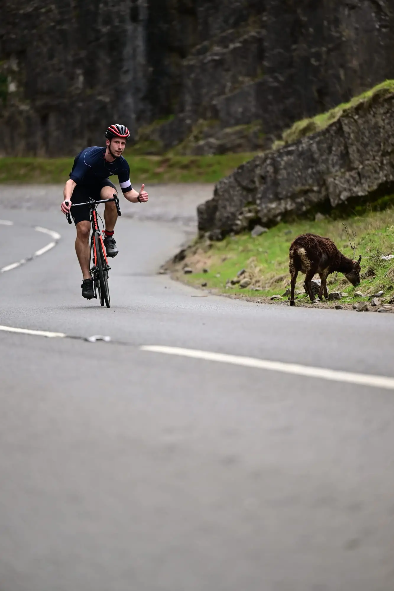 Cyclist passing a goat in Cheddar Gorge