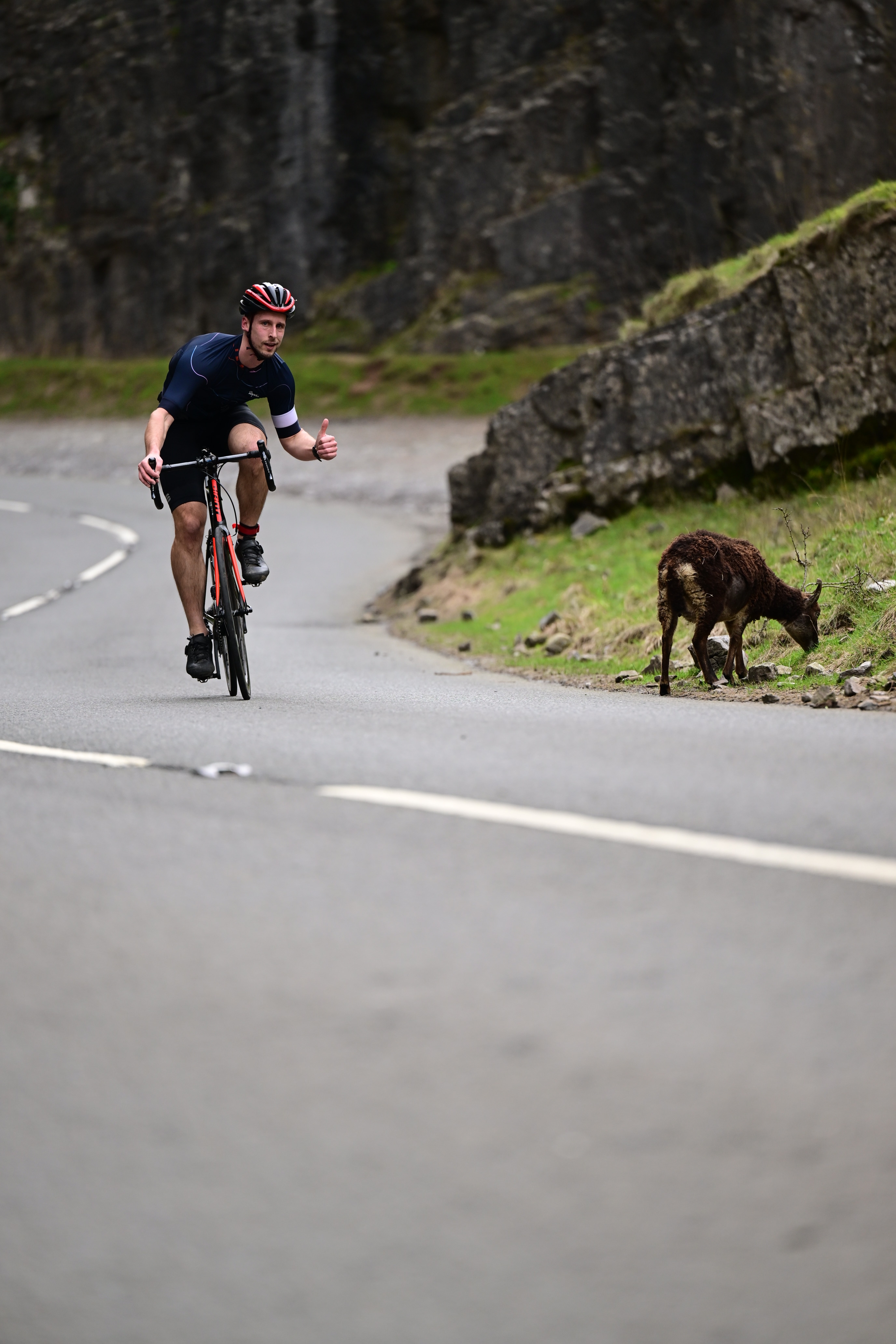 Cyclist climbing Cheddar Gorge past a wild goat during the TriCheddar Sprint bike leg